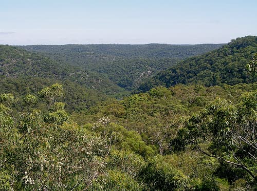 Berowra Park